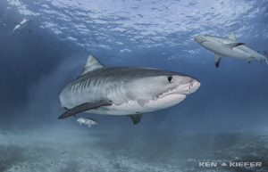 Tiger Shark with some Reef Shark buddies
Tiger Beach, Ba... by Ken Kiefer 